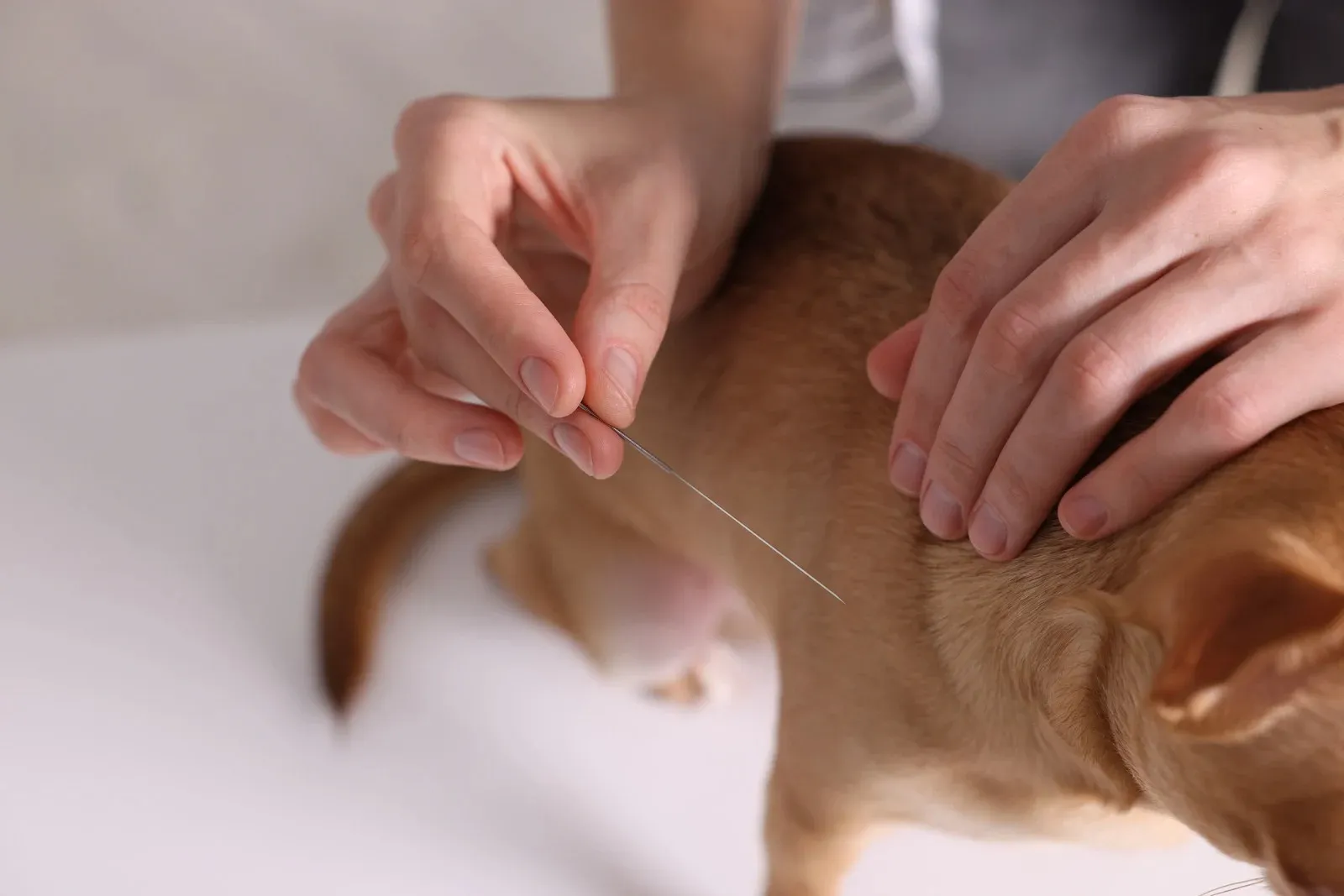Acupuncture pour chats